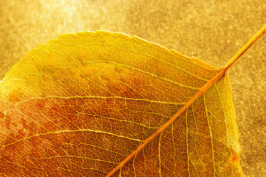 Autumn Leaf