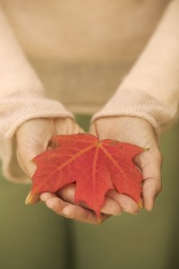 Cupped Hands Holding Maple Leaf in Autumn